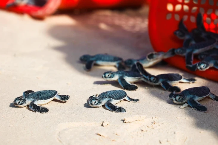 꼰다오, 세계 최고의 바다거북 체험지 중 하나로 선정